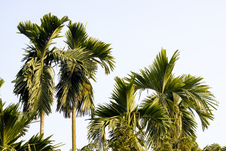 Betel nut tree under the blue sky in the gardenの写真素材