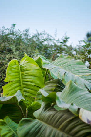Decorative big leaf green tree inside of a botanical gardenの写真素材