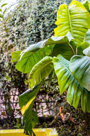 Green big leaves decorative tree inside of a botanical gardenの写真素材