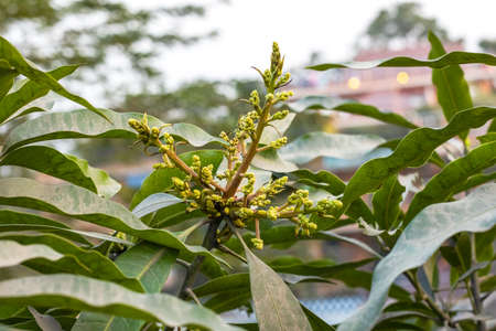 Growing mango flowers on the treeの写真素材
