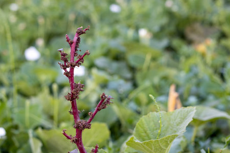 Old red stem amaranth in the agriculture field close upの写真素材