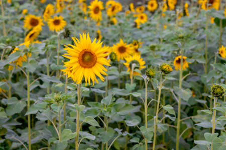 Close up view of a bloomed sunflower inside of a fieldの写真素材