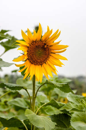 Beautiful sunflower with green leaves in the gardenの写真素材