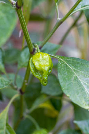 Green organic chili on the green tree in the garden