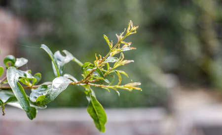 Pomegranate branch close up in the garden