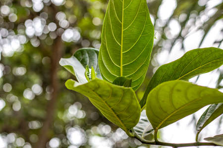 A branch of jackfruit tree with green leaves close up look in the jungle