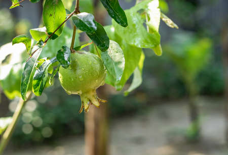 Young pomegranate on the tree with water drops close up inside of a home garden