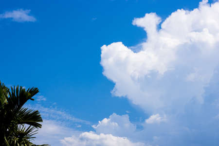 Beautiful clean blue sky with white clouds above the betel nut treeの写真素材