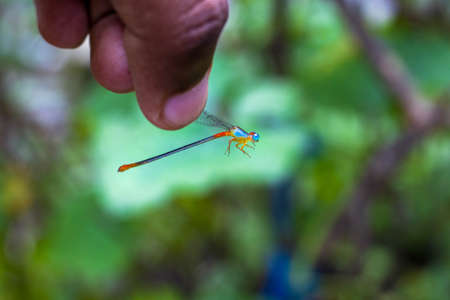 A hand holding a beautiful colorful dragonflyの写真素材