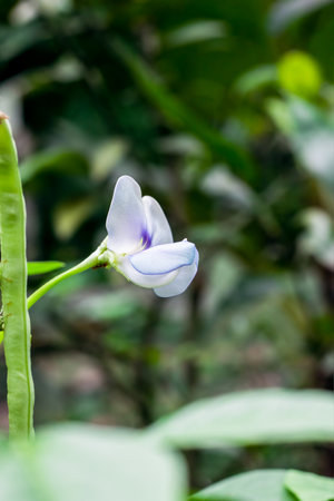 White long bean flower with soft bokeh background