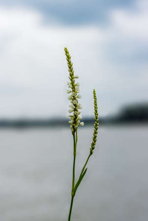 White wildflower beside the river close upの写真素材
