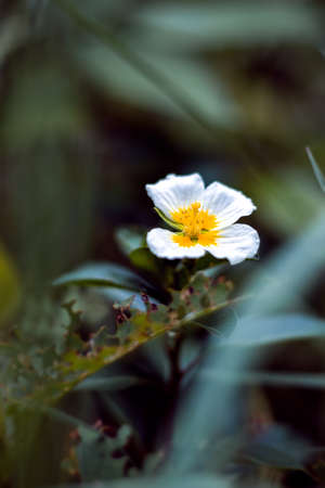 Beautiful wildflower in the jungle close upの写真素材