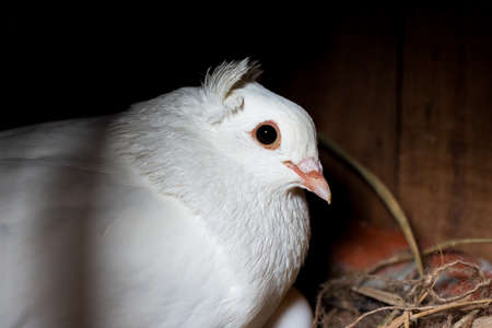 A white pigeon hatching its egg in the nest inside of the wooden loftの写真素材