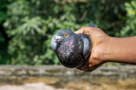 Beautiful black pigeon in hand close up with bokeh backgroundの写真素材