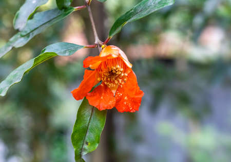 Bloomed red pomegranate flower with green leaves in the home gardenの写真素材