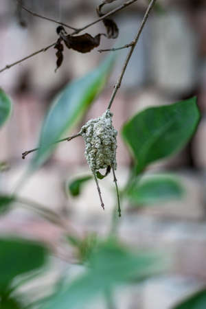 Insect builds a nest with the soil on a dead tree branchの写真素材
