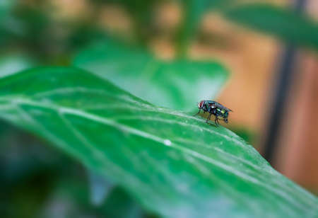 Common green bottle fly insect sitting on a green leaf close upの写真素材
