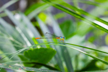 Beautiful colorful multicolor dragonfly sitting on a palm leaf in the garden close upの写真素材