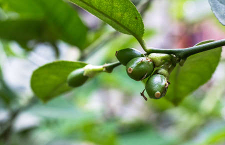 Young newborn lemons growing on the tree in the gardenの写真素材