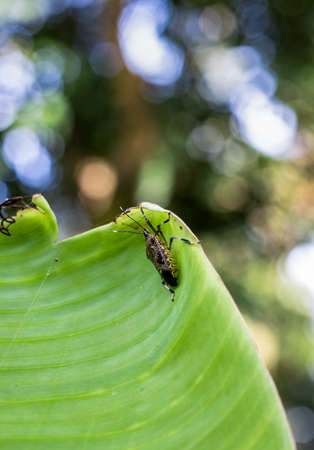 Brown small bugs sitting on a banana leaf