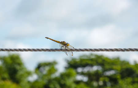 Black and yellow striped dragonfly sitting on a clothesline rope under the blue sky