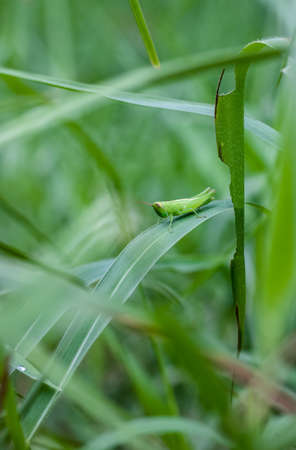 Baby green grasshopper sitting on a wild leaf close up