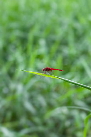 A red dragonfly resting on a green leaf in the grasslandの写真素材
