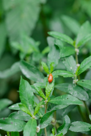 Red leaf roller weevil sitting on a green wild leaf