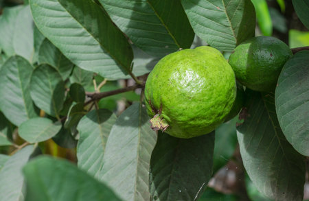Fresh ripe guava fruit close up on the tree with leaves in the gardenの写真素材
