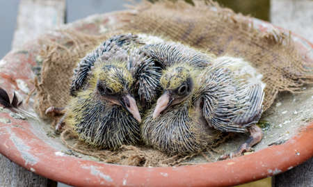 A pair of cute baby pigeons on their nest close upの写真素材