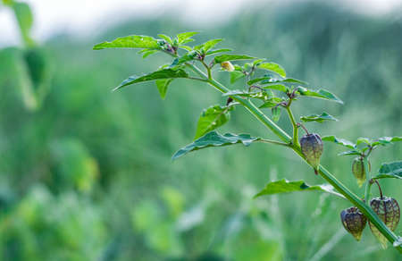 Organic raw cape gooseberry or ground cherry on a small tree closeの写真素材