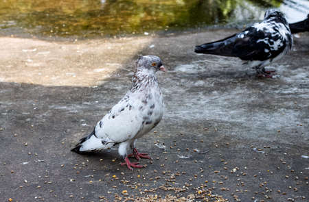 A domestic pigeon standing on the rooftop with a curious look
