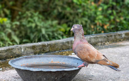 A thirsty red pigeon drinking water from a copper bowl on the rooftopの写真素材