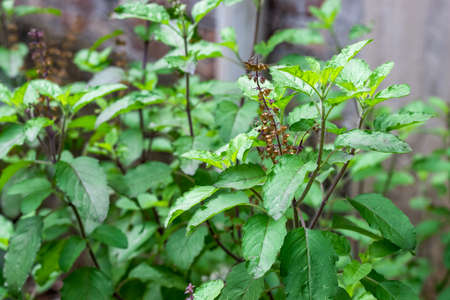 Holy basil herbal medicinal plant close up in the garden with selective focus
