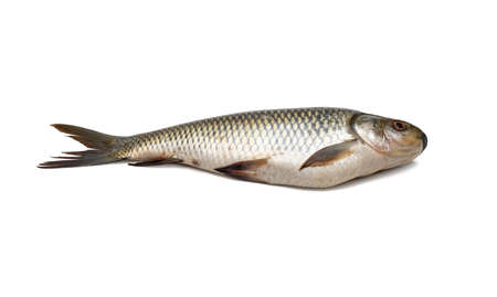 Fresh rohu carp fish close up on isolated white background