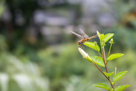 A beautiful orange color dragonfly with transparent wings resting on a white hibiscus rosa sinensis flower buds in the garden with copy spaceの写真素材
