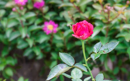 Fully bloomed red rose on the tree in the garden with soft blur backgroundの写真素材