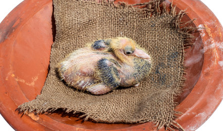 Close up view of a young pigeon chick on a red clay dishの写真素材