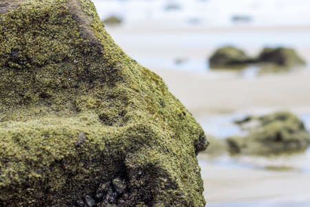 A big rock with fully covered moss near the sea close up view with selective focus