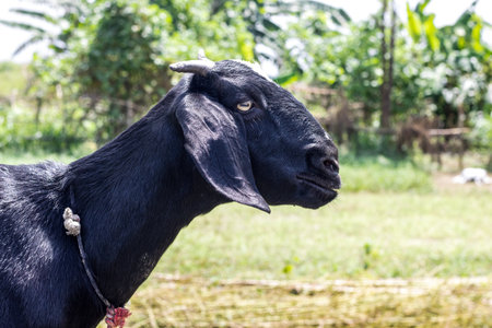 Domestic black goat standing under the bright sun on a grass land in a rural villageの写真素材