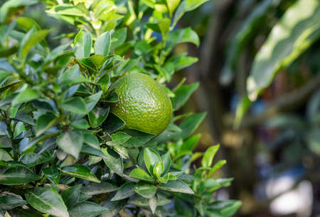 Growing green orange fruit on the tree in the garden