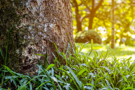 Tree root close view with young wild grasses under the bright orange sunshine with bokeh backgroundの写真素材