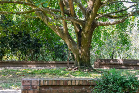 Big banyan tree with spread branches inside of a parkの写真素材