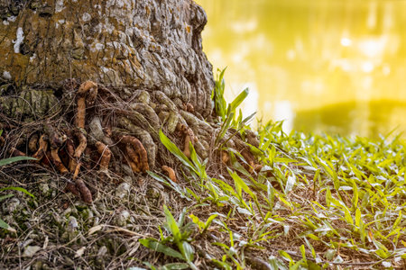 Coconut roots near a pond with growing wild grasses on a bright sunny dayの写真素材