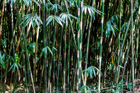 Young bush of bamboo plants growing in the deep forestの写真素材