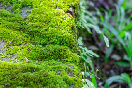 Green moss growing on a brick wall close up shot with selective focusの写真素材
