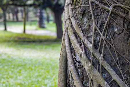 Close up view of a banyan tree roots with copy spaceの写真素材