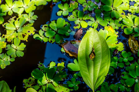 Selective focus on a green leaf on the aquarium pondの写真素材