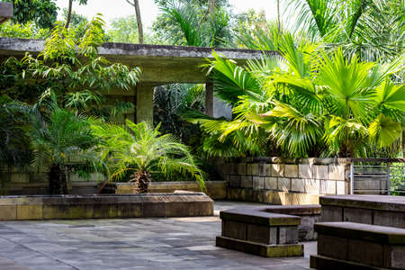 Green decorative palm tree in the rooftop gardenの写真素材