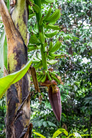 A bunch of raw bananas growing on the tree in the garden with red flowerの写真素材